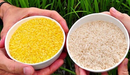 转基因产品堪忧 非法流通少检测