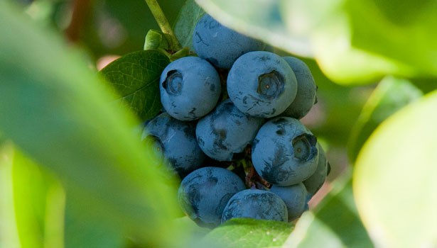 blueberries