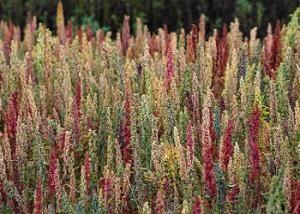 quinoa in bolivia