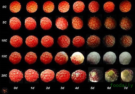 FoodXFreshSuretySlide2