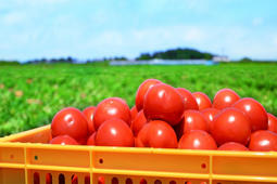 从扎根国民厨房到转型饮料，原来品牌靠番茄就能活100年（上）丨新XIU